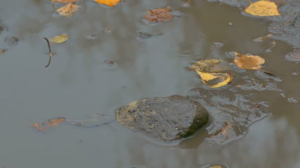 Foglie gialle galleggianti in una piscina è un mattone di pietra autunno — Video Stock