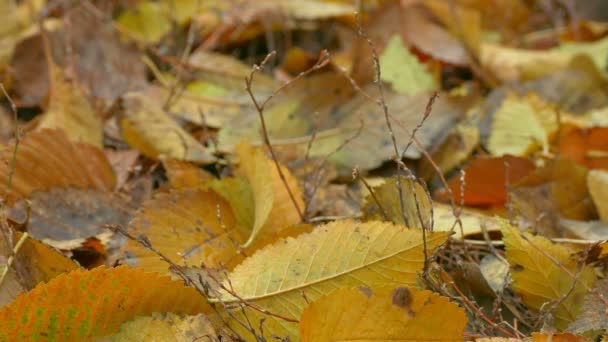 Hojas amarillas de otoño se encuentran en el fondo del suelo — Vídeo de stock