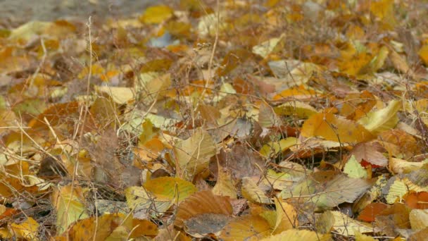 Осень желтые листья лежат на фоне земли — стоковое видео