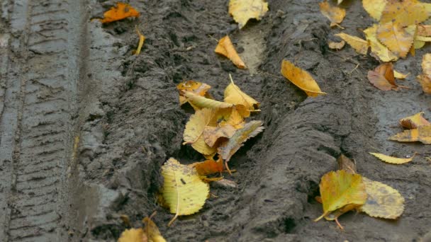 Gele bladeren liggen in de modder bodem in herfst achtergrond — Stockvideo
