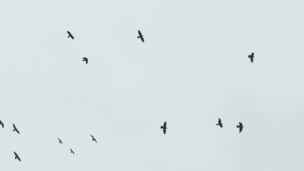 Πουλιά κάνουν κύκλους στον ουρανό, ένα σμήνος από κοράκια — Αρχείο Βίντεο