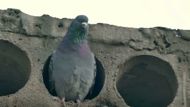 Pájaro paloma salvaje gris sentado en una losa de hormigón se ve — Vídeo de stock