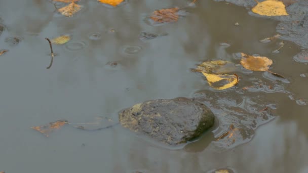 Κίτρινα φύλλα επιπλέουν στην πισίνα είναι ένα πέτρινο φθινόπωρο τούβλο — Αρχείο Βίντεο