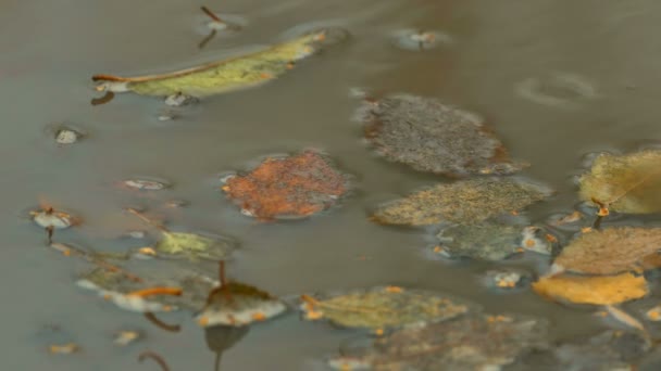 Flaque jaune laisse l'automne flottant dans la piscine — Video