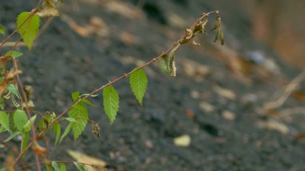 Branch elm leaves against black earth — Stock Video