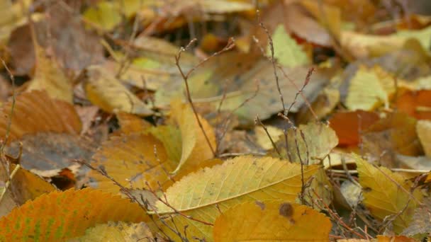 Hojas amarillas de otoño se encuentran en el fondo del suelo — Vídeo de stock