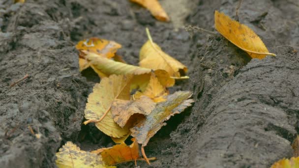 Hojas amarillas yacen en tierra de barro en otoño fondo — Vídeo de stock