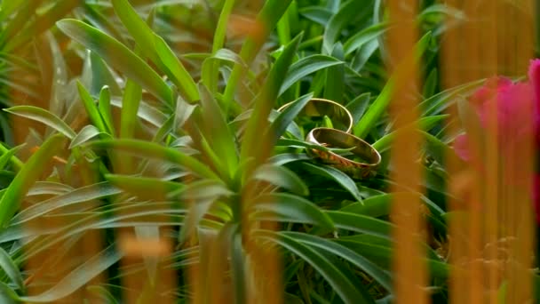 Wedding rings lie on the green grass camera movement — Stock Video