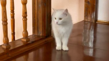 Odada, ahşap merdiven yakınındaki beyaz kabarık kedi var