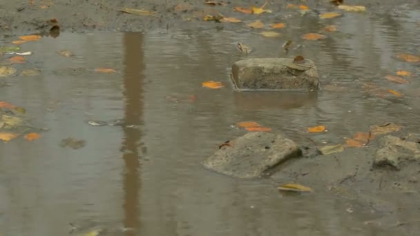 Foglie gialle galleggianti in piscina è in pietra mattone autunno — Video Stock