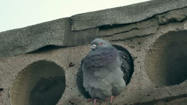 Oiseau pigeon gris sauvage assis dans dalle de béton regarde — Video