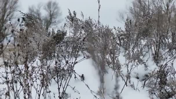 Torrt gräs i vinter snö natur landskap — Stockvideo