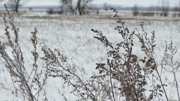 Campo de hierba seca en nieve invierno naturaleza paisaje — Vídeo de stock