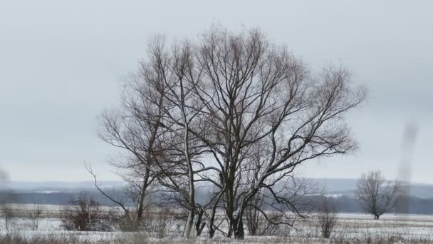 Dry tree standing in  field of winter snow wind — Stock Video