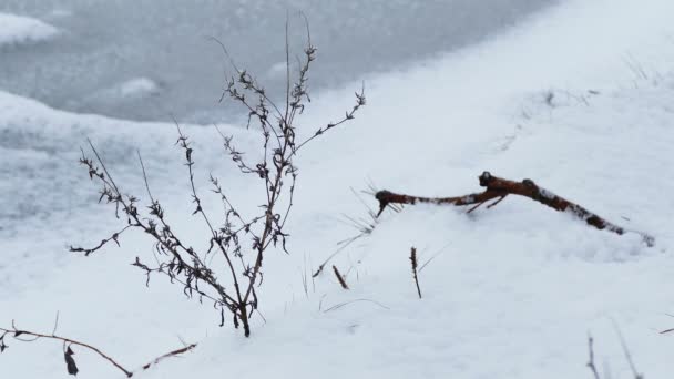 Hierba seca en nieve invierno hielo naturaleza viento campo paisaje — Vídeo de stock