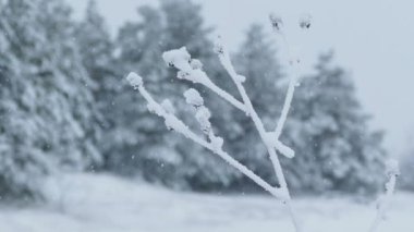 buz donmuş kar kış oldukça çimen