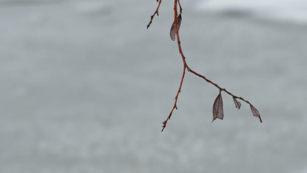 Lone dry tree branch in snow winter — Stock Video