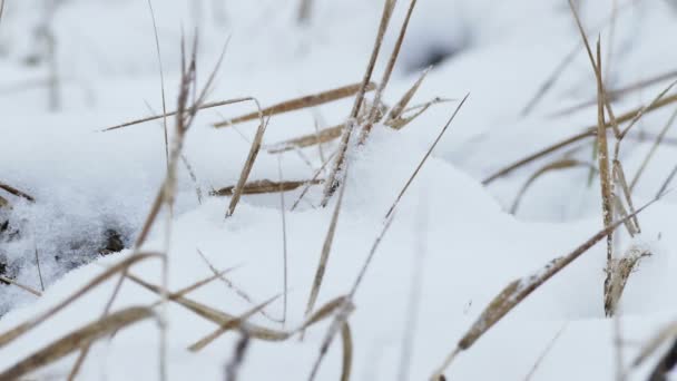 herbe sèche dans la neige vent hiver nature champ paysage 