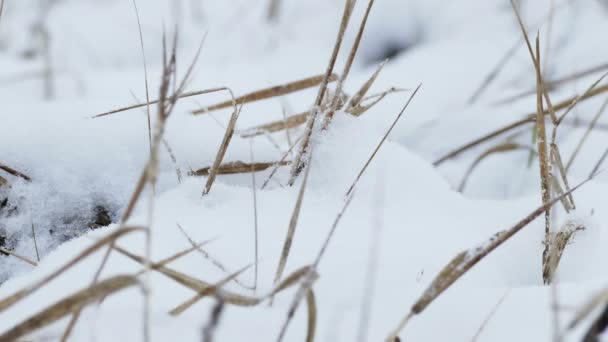 Hierba seca en nieve viento invierno naturaleza campo paisaje — Vídeo de stock