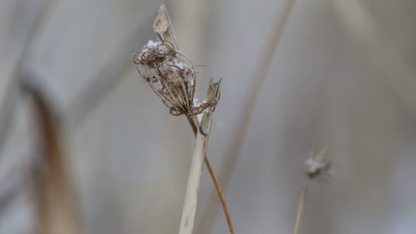 Droge branch gras in sneeuw winter aard veld landschap wind — Stockvideo