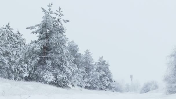 Abete alberi invernali nella neve foresta selvaggia nevicando Natale — Video Stock