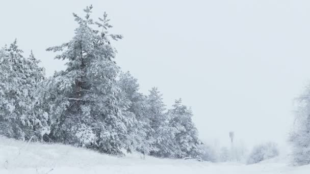 下雪了圣诞节的雪野生森林的冬天冷杉 — 图库视频影像