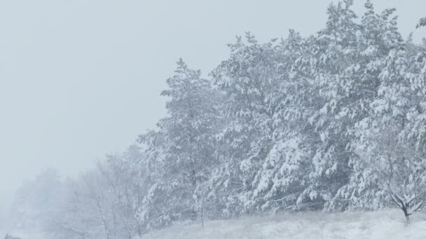 Abetos en la nieve salvaje bosque de invierno nevando Navidad — Vídeo de stock