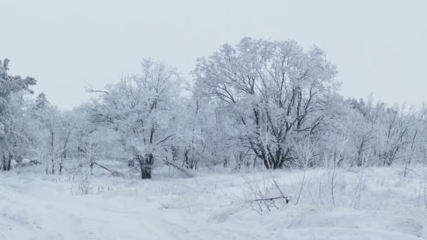 Belle forêt nature des arbres dans la neige hiver Noël — Video