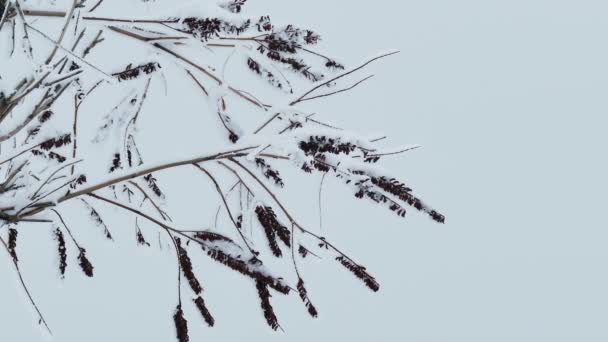 Rama de acacia en nieve invierno naturaleza — Vídeos de Stock