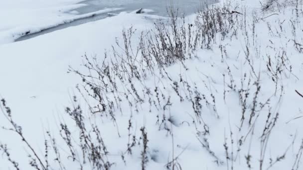 Suchá tráva ve sněhové zimě přírodní pole — Stock video