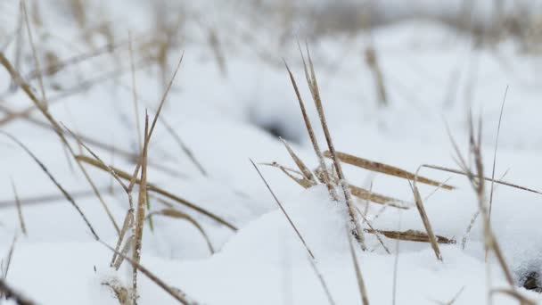 Hierba seca en nieve invierno naturaleza viento campo paisaje — Vídeos de Stock