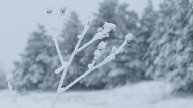 çim buz kar dondurulmuş kış güzel