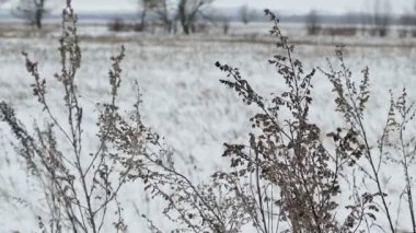 Kuru alan çim kar kış doğa manzara