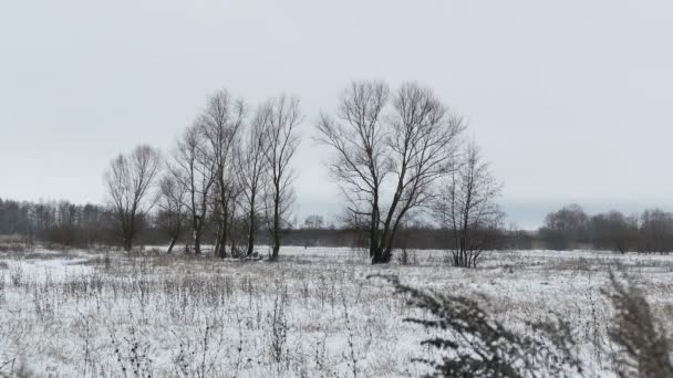 Campo com grama e neve longe Rússia árvores mortas inverno paisagem — Vídeo de Stock