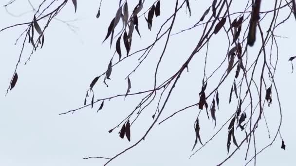 Rama de árbol seco sobre fondo blanco naturaleza — Vídeos de Stock