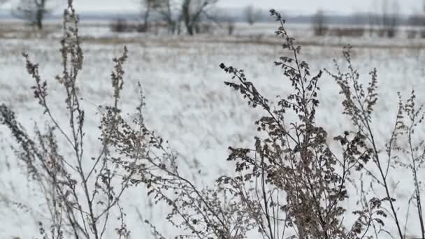 乾燥したフィールドの草雪冬の自然風景 — ストック動画
