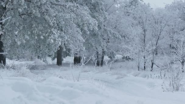 눈 겨울 크리스마스에 나무 자연의 아름다운 숲 — 비디오