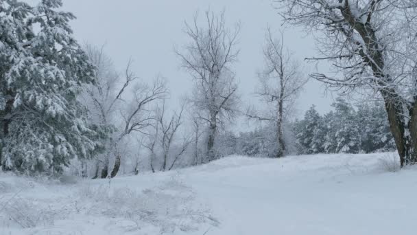 Bella foresta di alberi la neve inverno natale natura — Video Stock