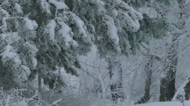 kar vahşi ormanda köknar ağaçları şube Noel kış kar