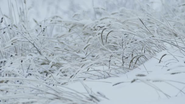 Hierba hielo hermosa nieve congelado invierno bonito — Vídeo de stock