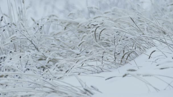 herbe glace belle neige gelée hiver jolie 