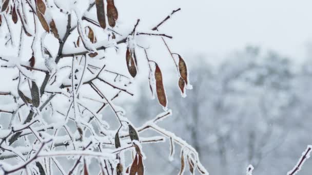 Ahorn Baum Zweig Winter gefroren Natur — Stockvideo