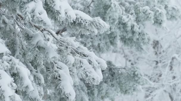 Abetos en la nieve silvestre bosque Navidad invierno rama nevando — Vídeo de stock