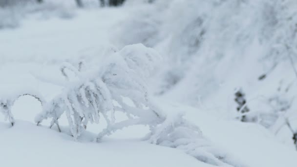 Gräs i snö kalla vintern snöar vacker natur — Stockvideo
