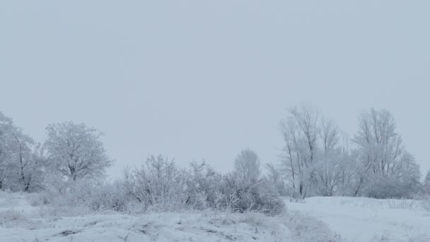 Skogens natur vacker av träd snö vinter jul — Stockvideo