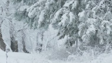 kar şube vahşi orman Noel kış kar yağışı köknar ağaçları