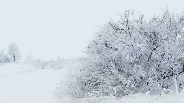 Grass Is snö vinter ganska frusen — Stockvideo