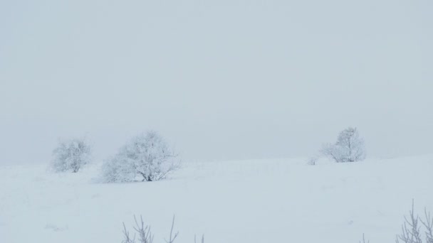 Bosque hermoso árboles naturaleza nieve invierno Navidad — Vídeos de Stock