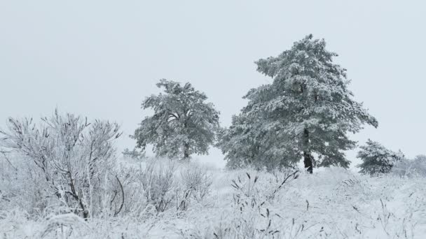 美冷杉在雪树野生冬季森林圣诞节下雪 — 图库视频影像