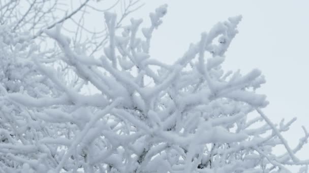 Gras im Eis gefroren Winter Natur Schnee Landschaft schön — Stockvideo